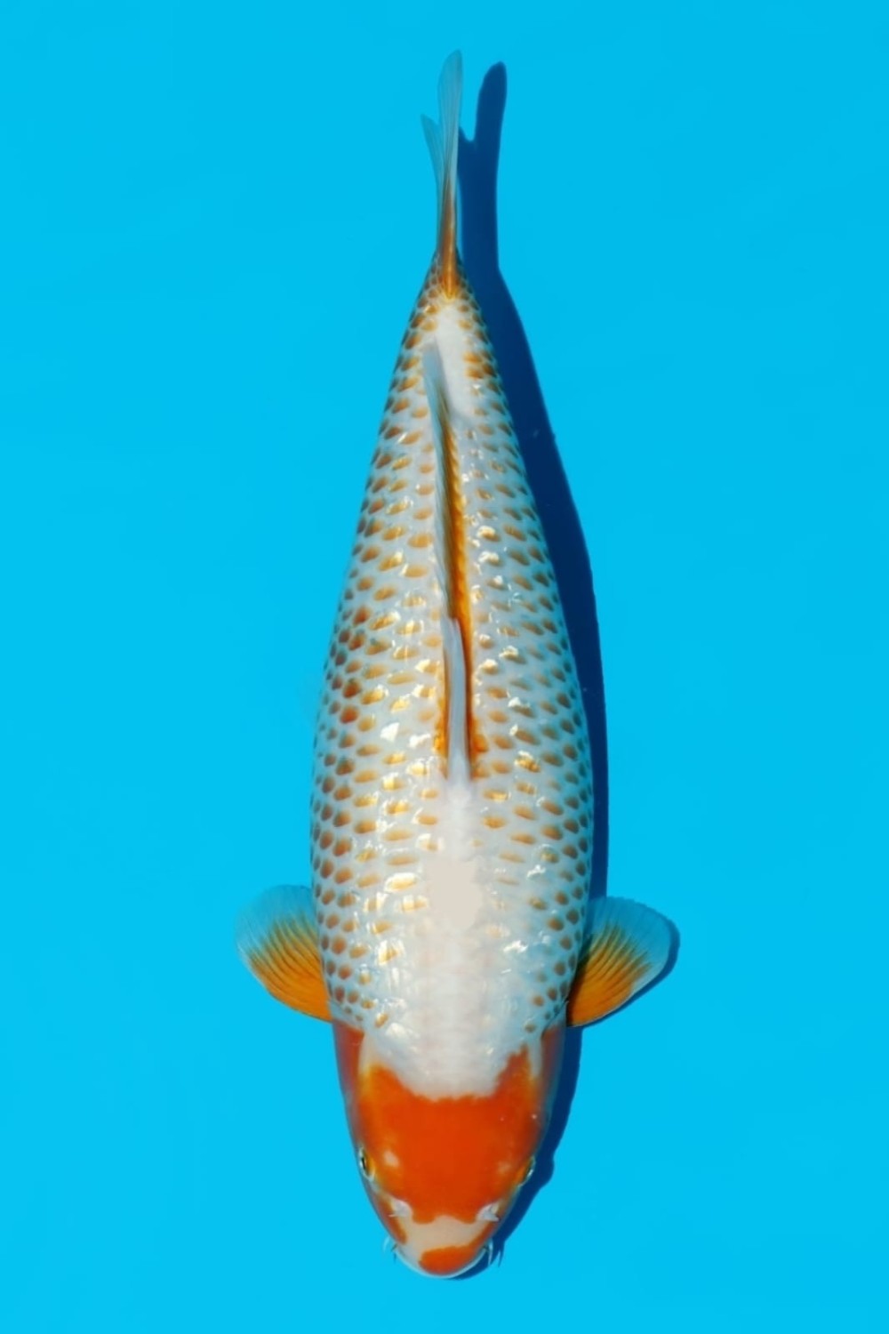 Juara 3