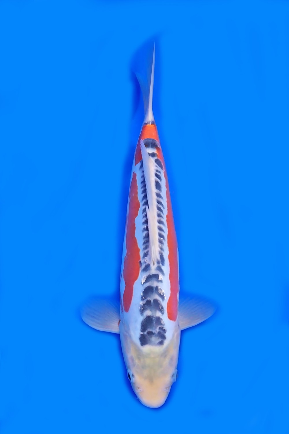 Juara 1