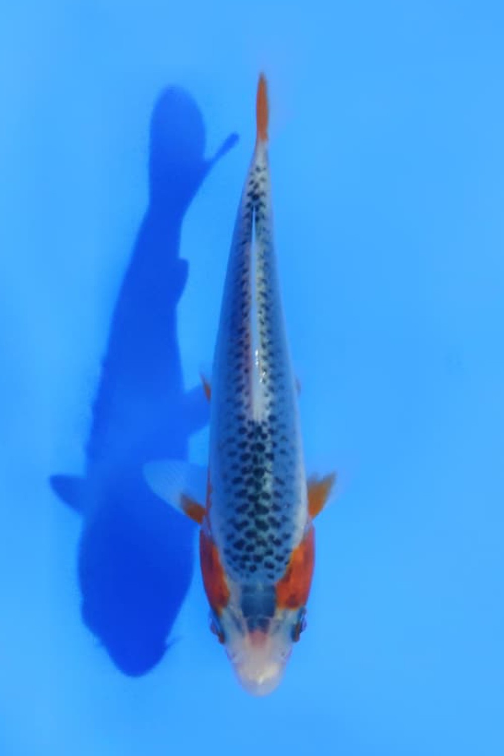 Juara 2