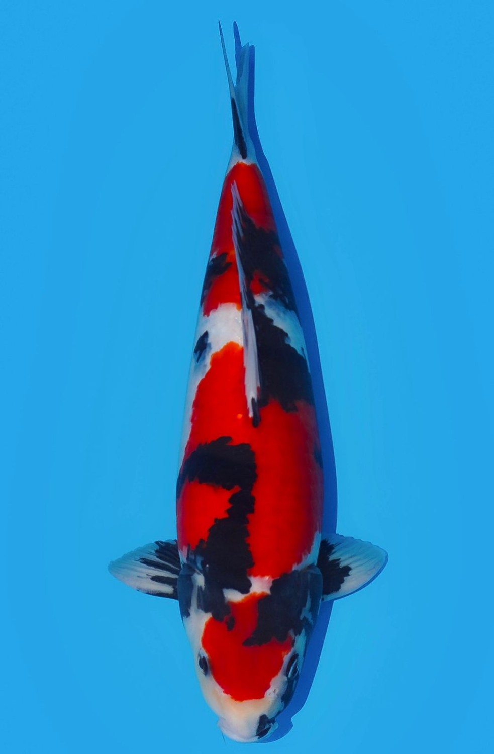 Juara 2