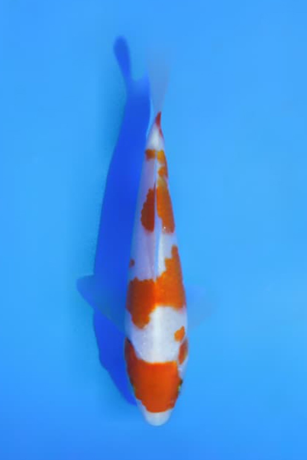 Juara 4