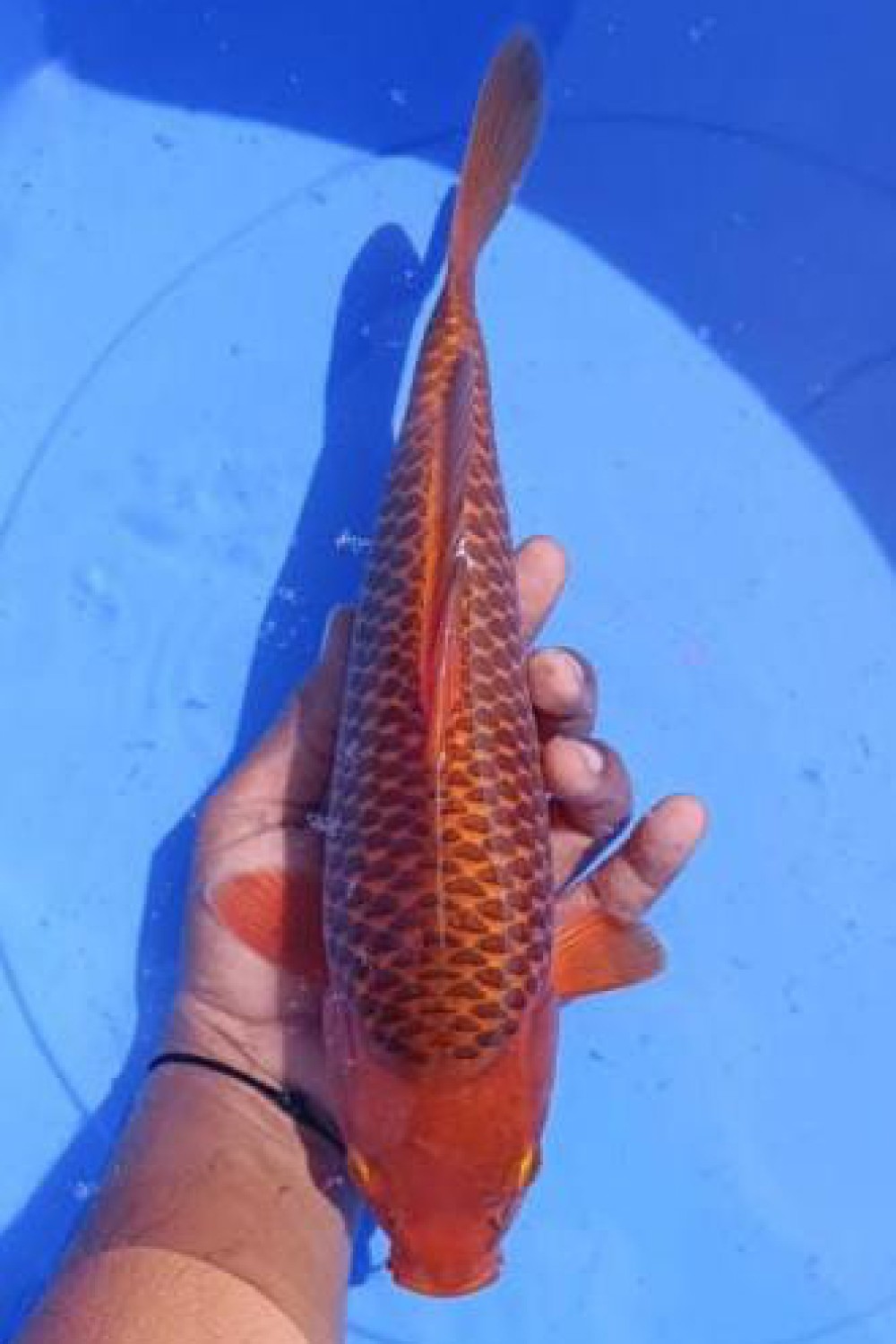 Juara 4