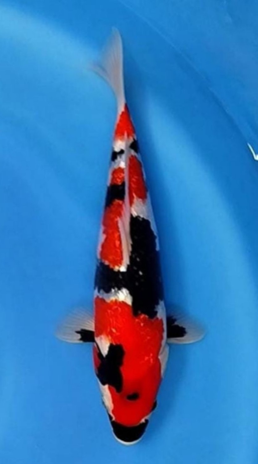 Juara 2