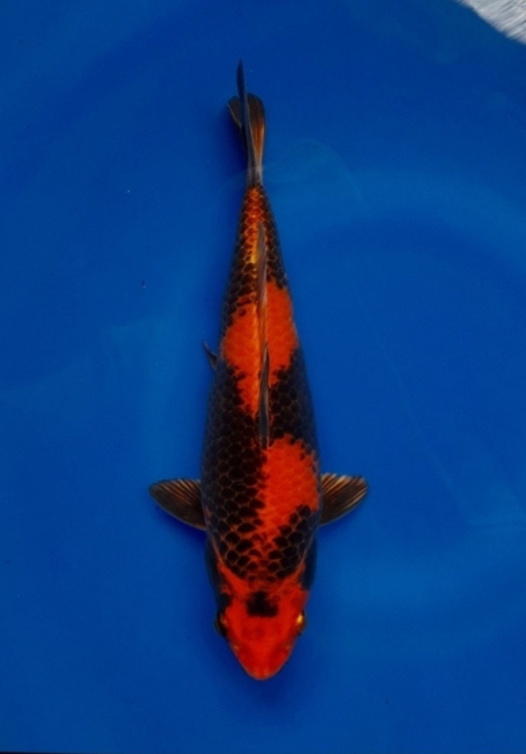 Juara 1
