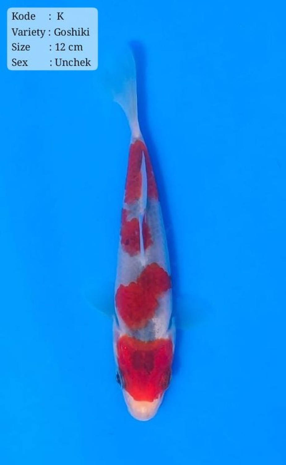 Juara 1