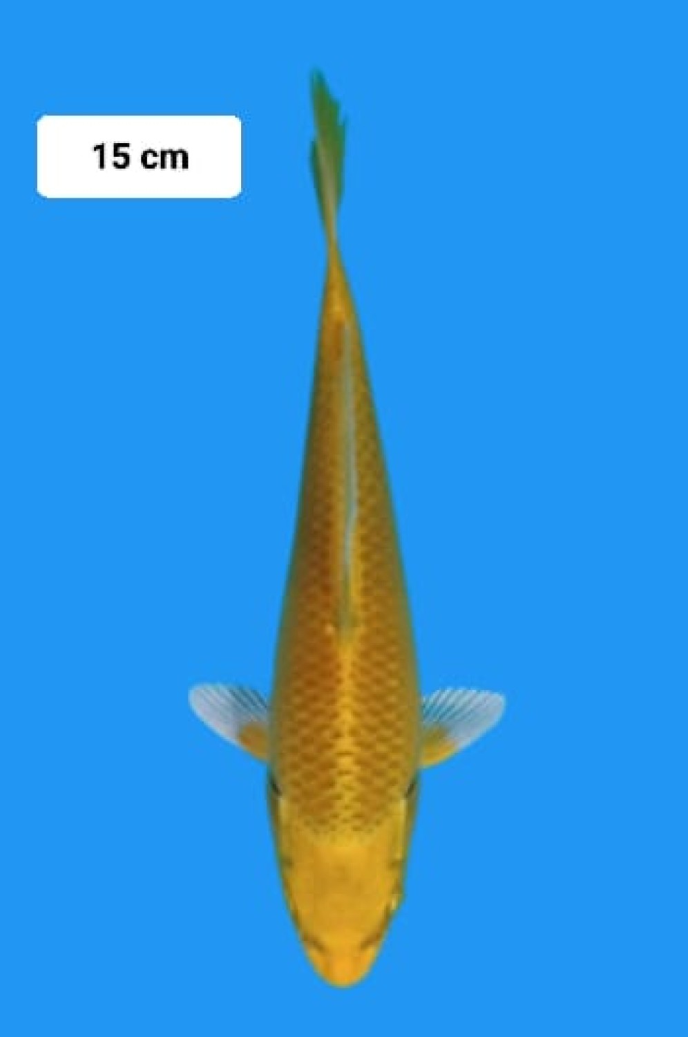 Juara 2