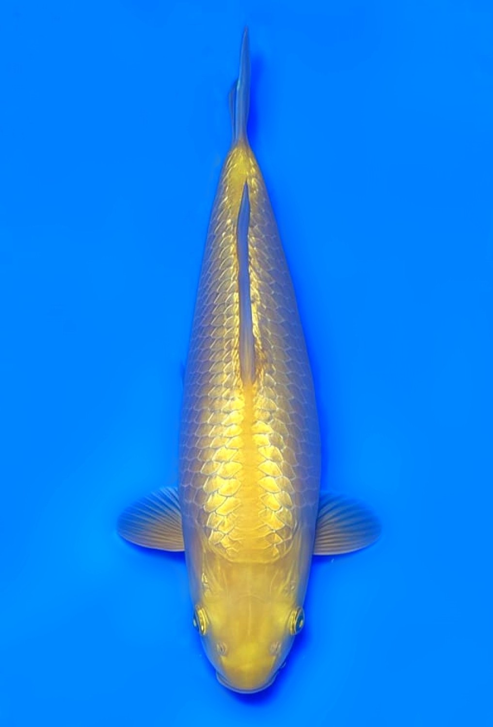 Juara 2