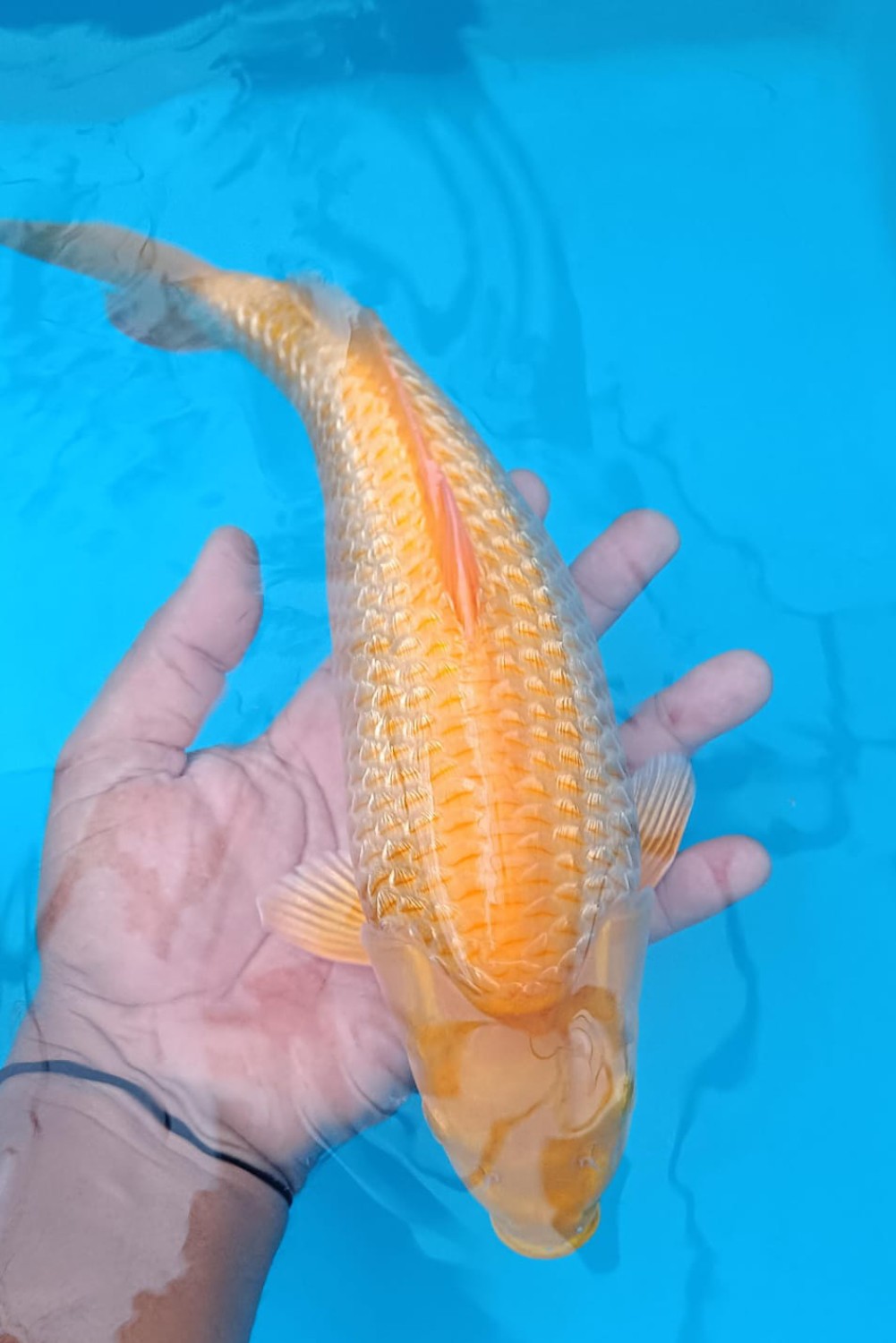 Best In Size E, 26 - 30 cm
