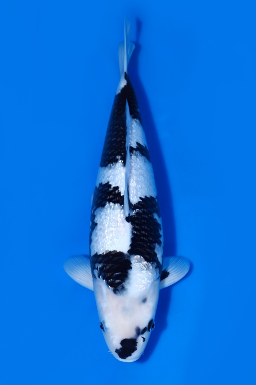 Juara 2