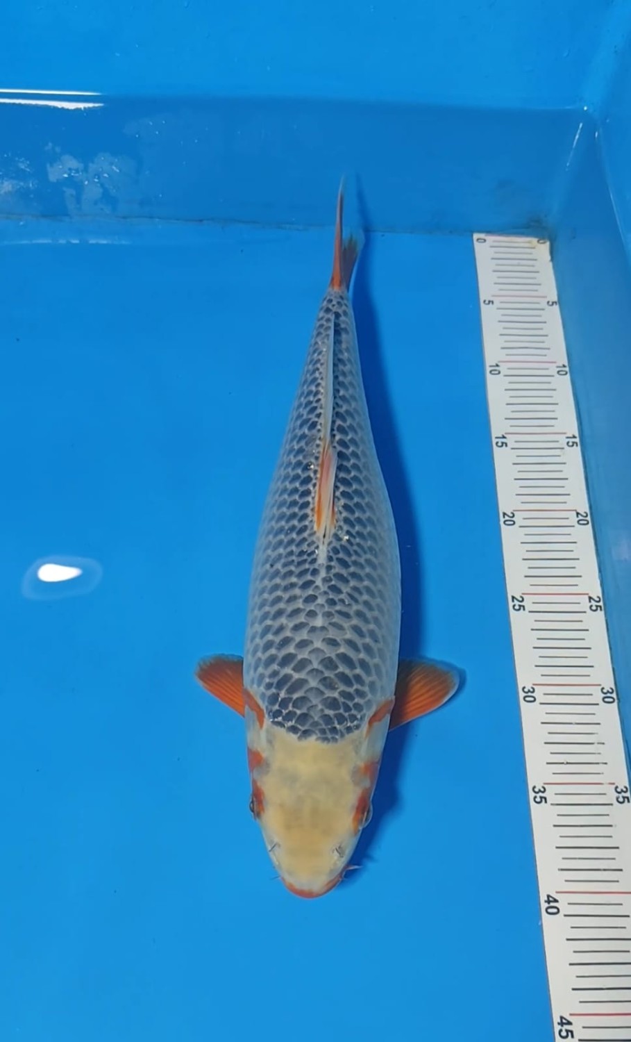 Juara 1
