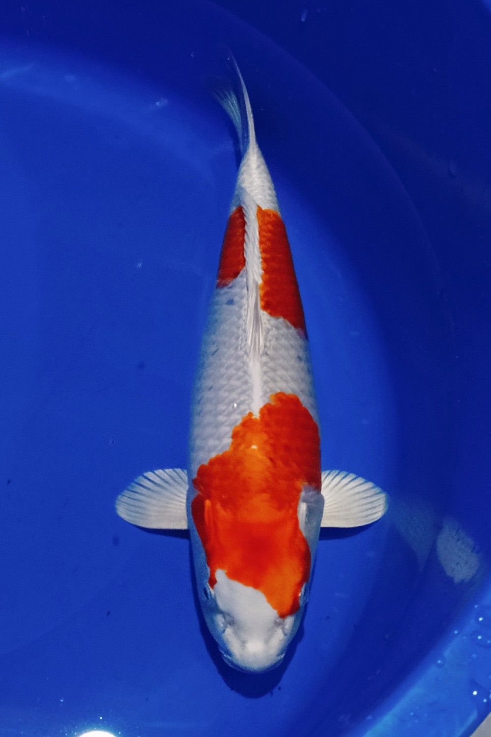 Juara 1