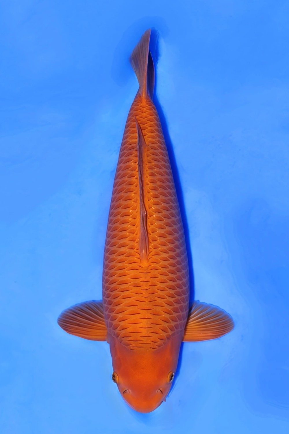 Juara 4