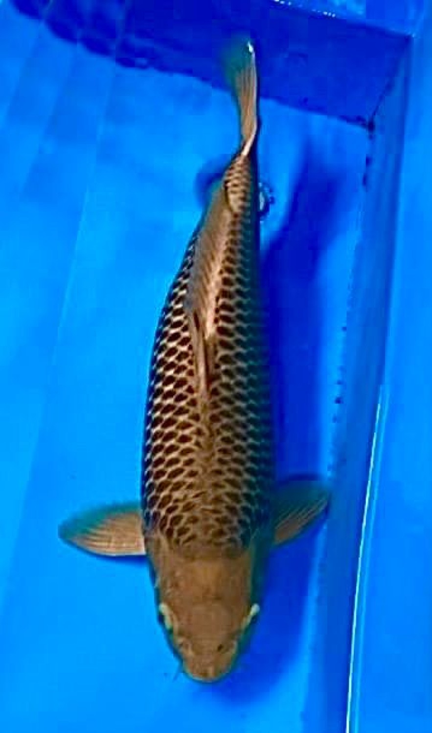Juara 5