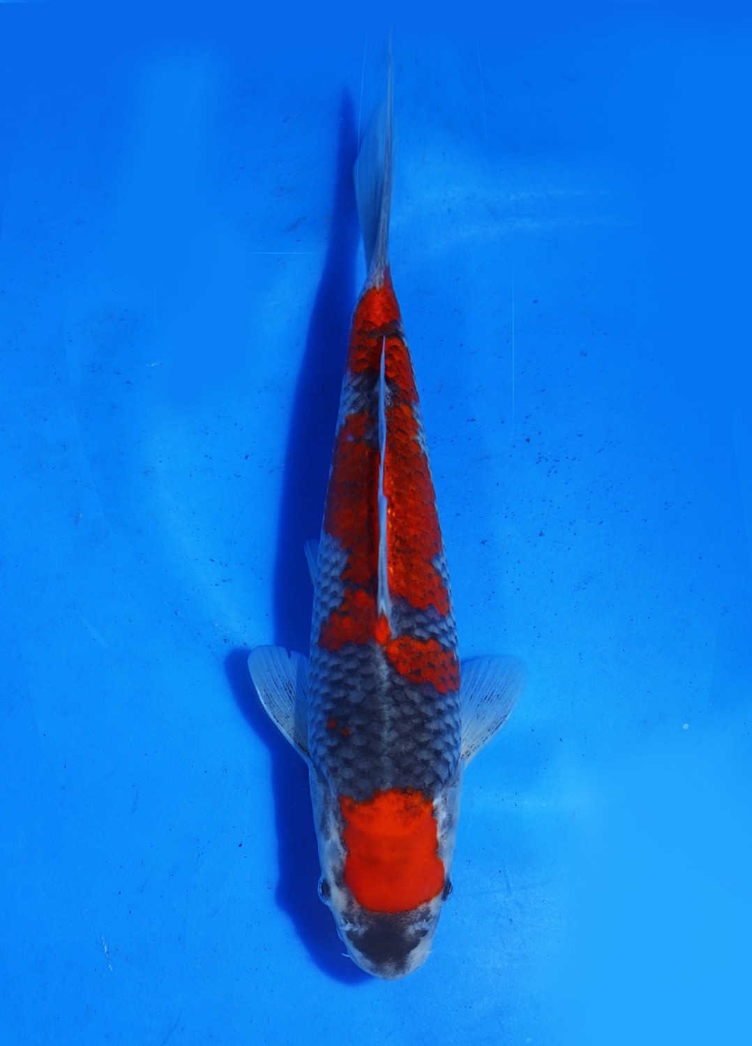 Juara 1