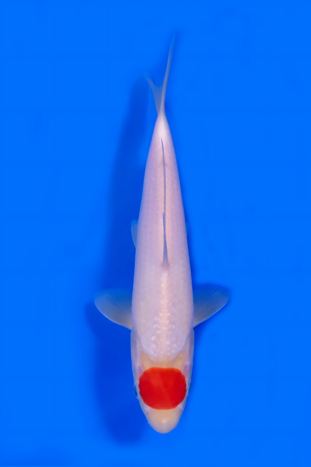Juara 5