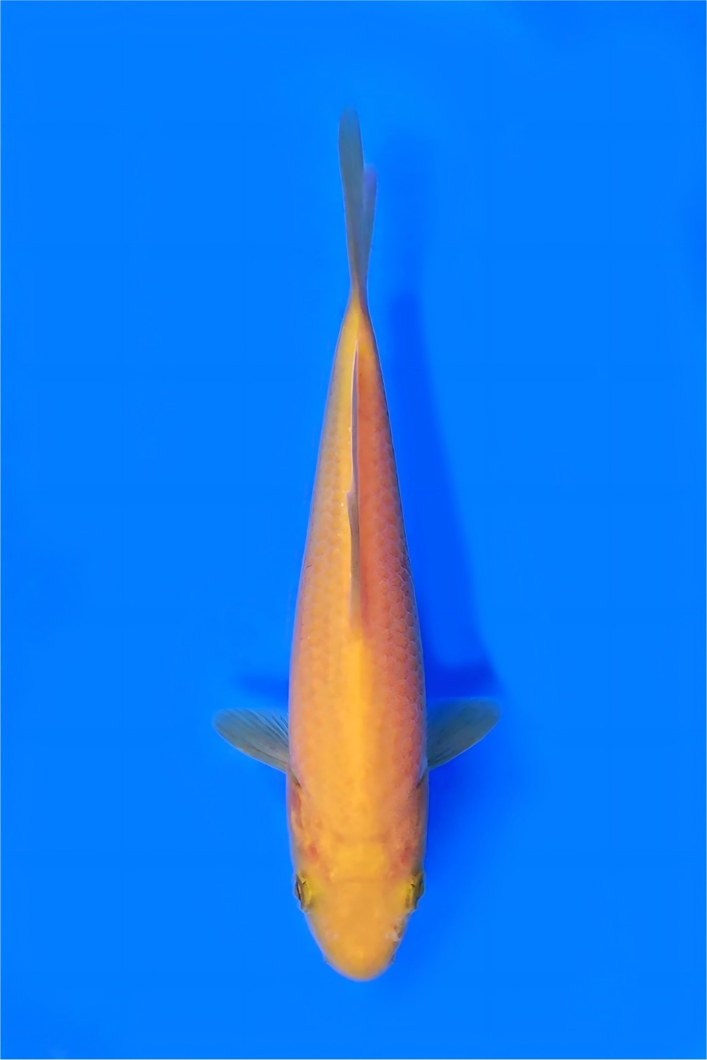 Juara 2