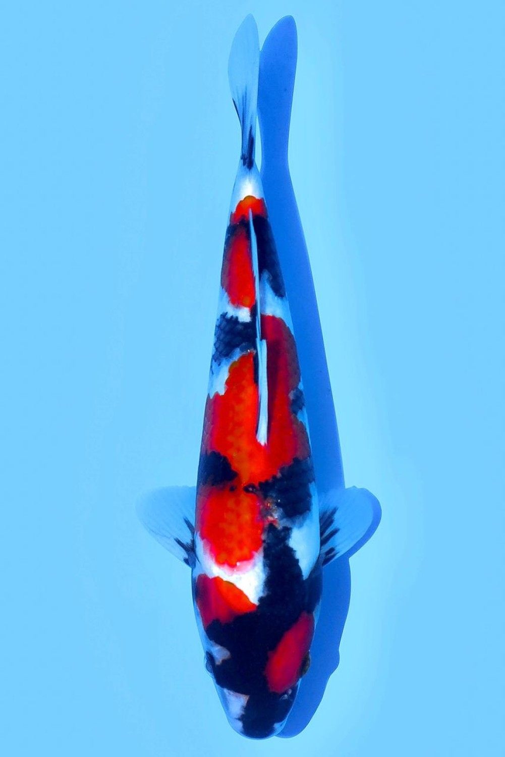 Juara 4