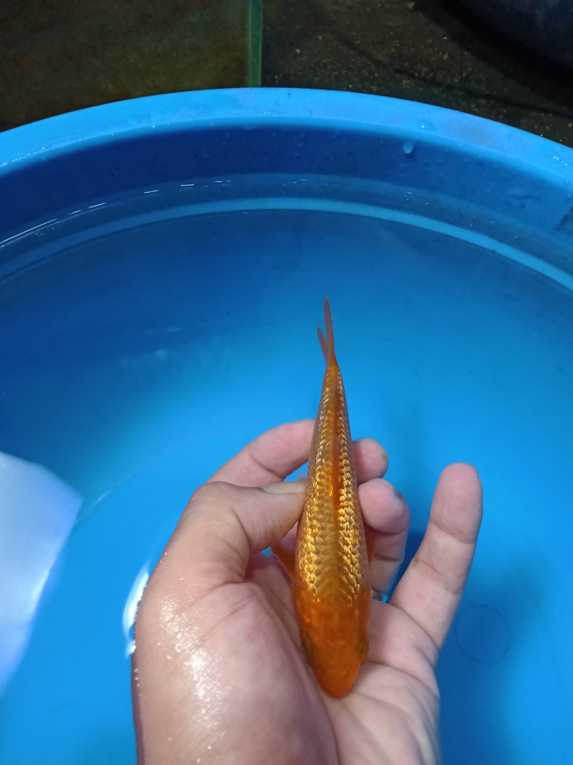 Juara 5