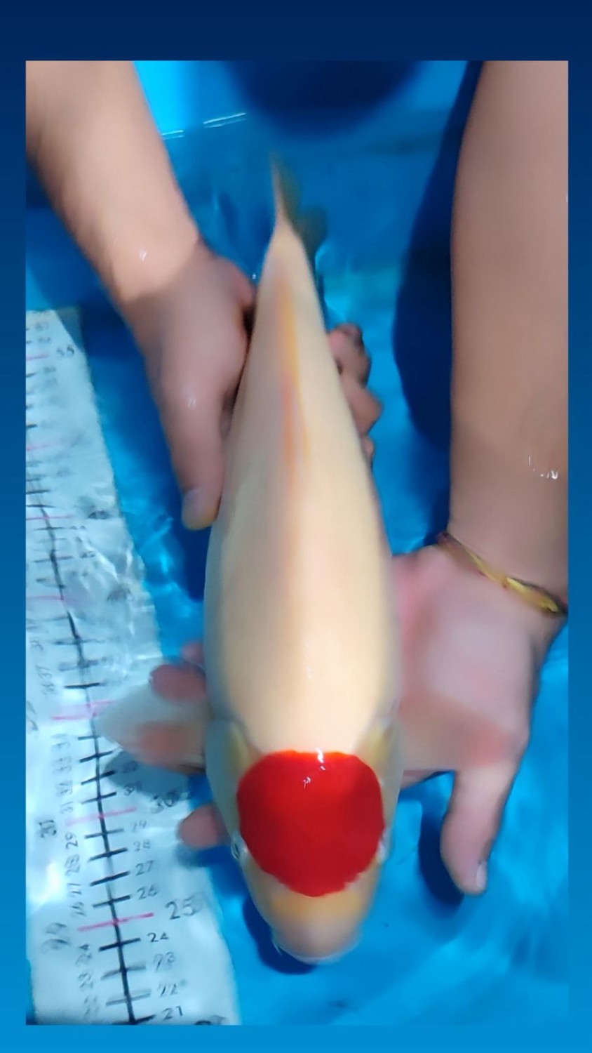 Juara 1