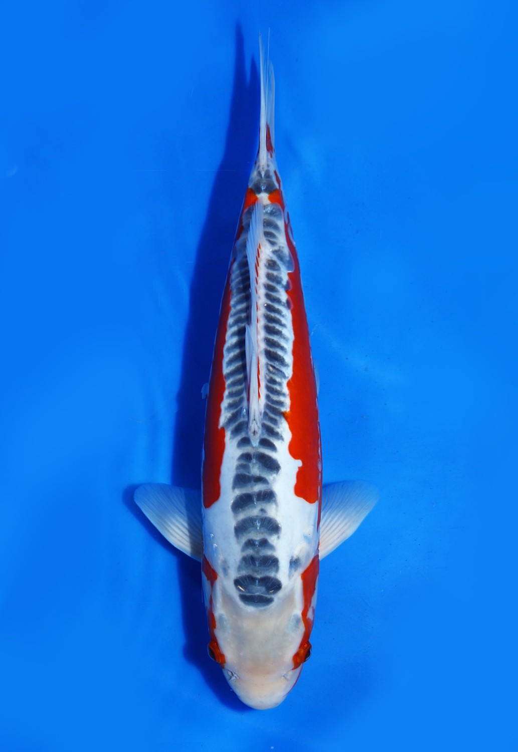 Juara 1