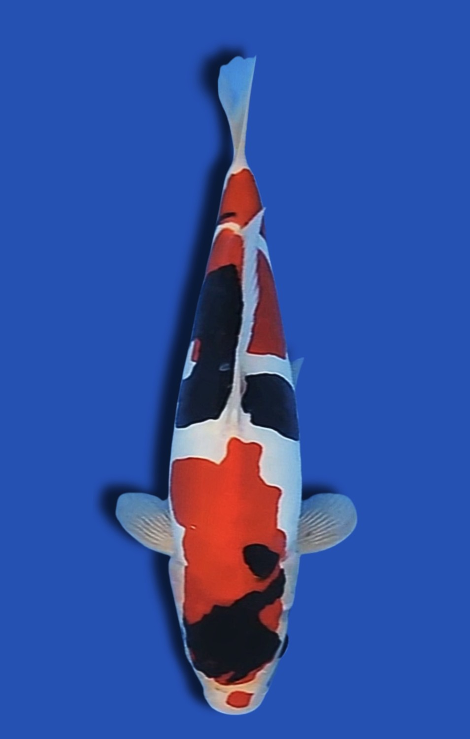 Juara 1