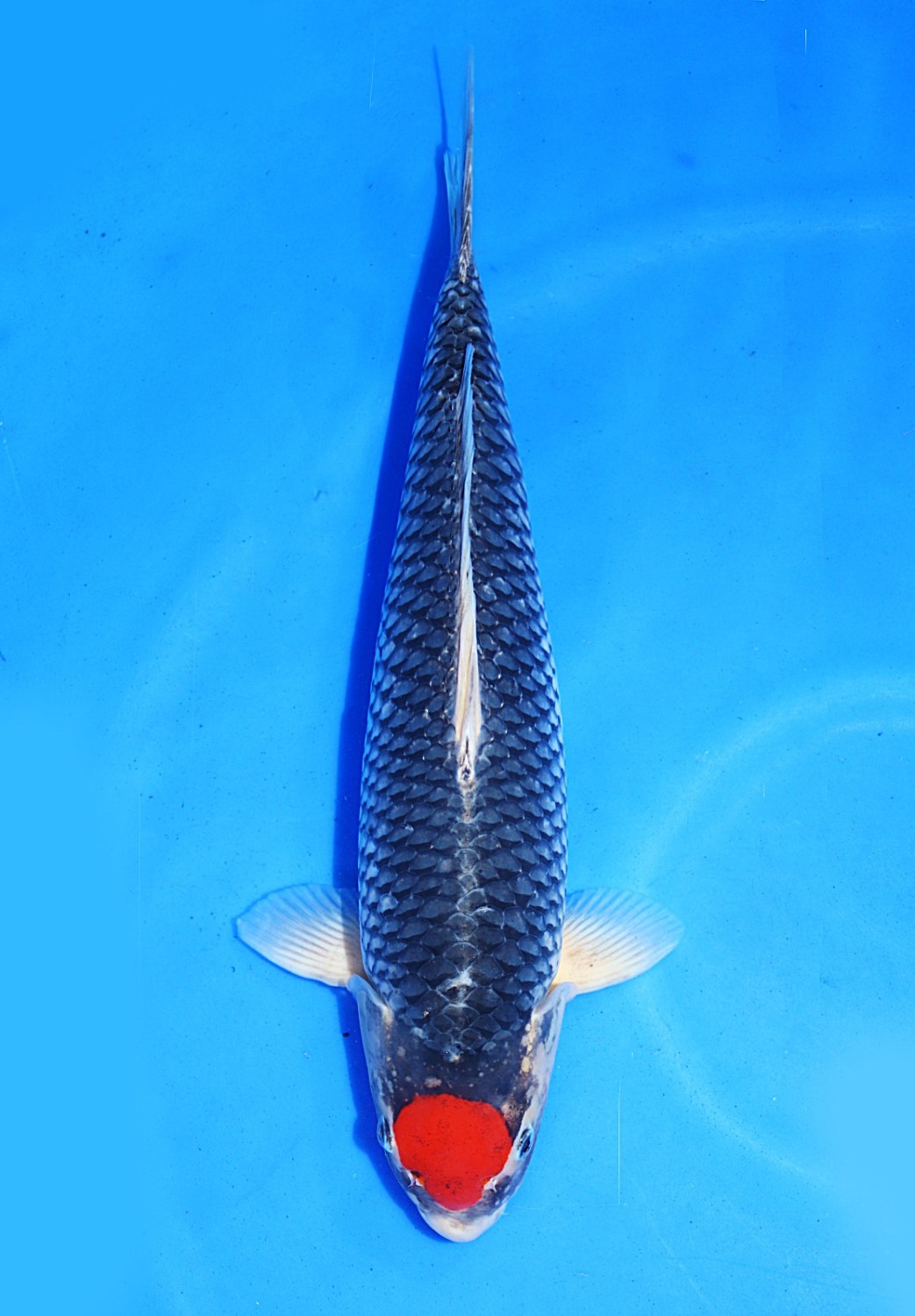 Juara 4