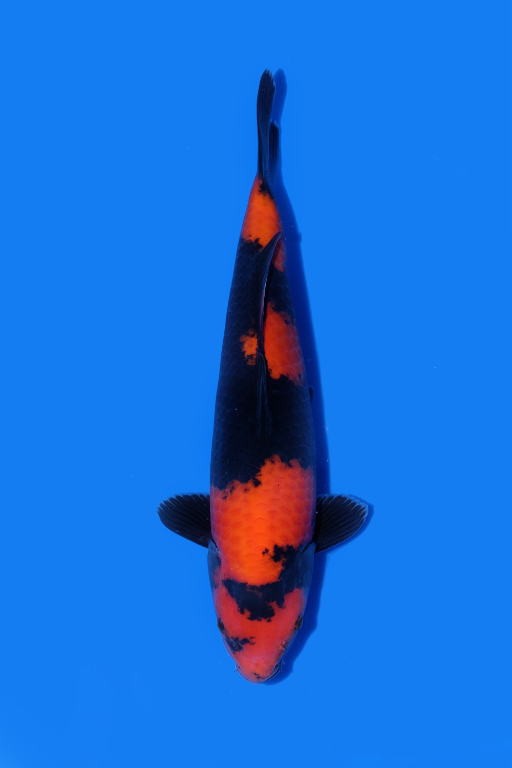Juara 1