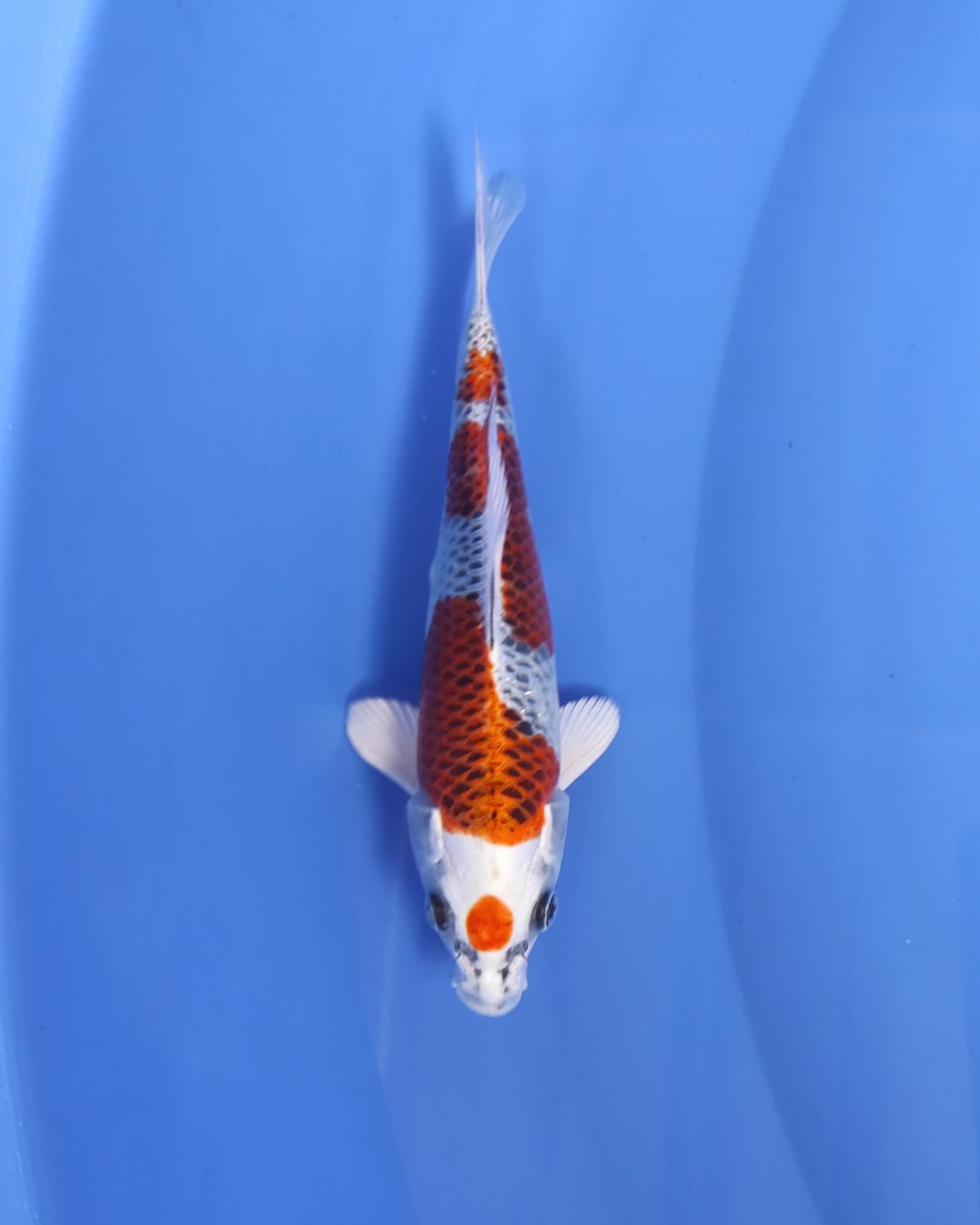 Juara 1