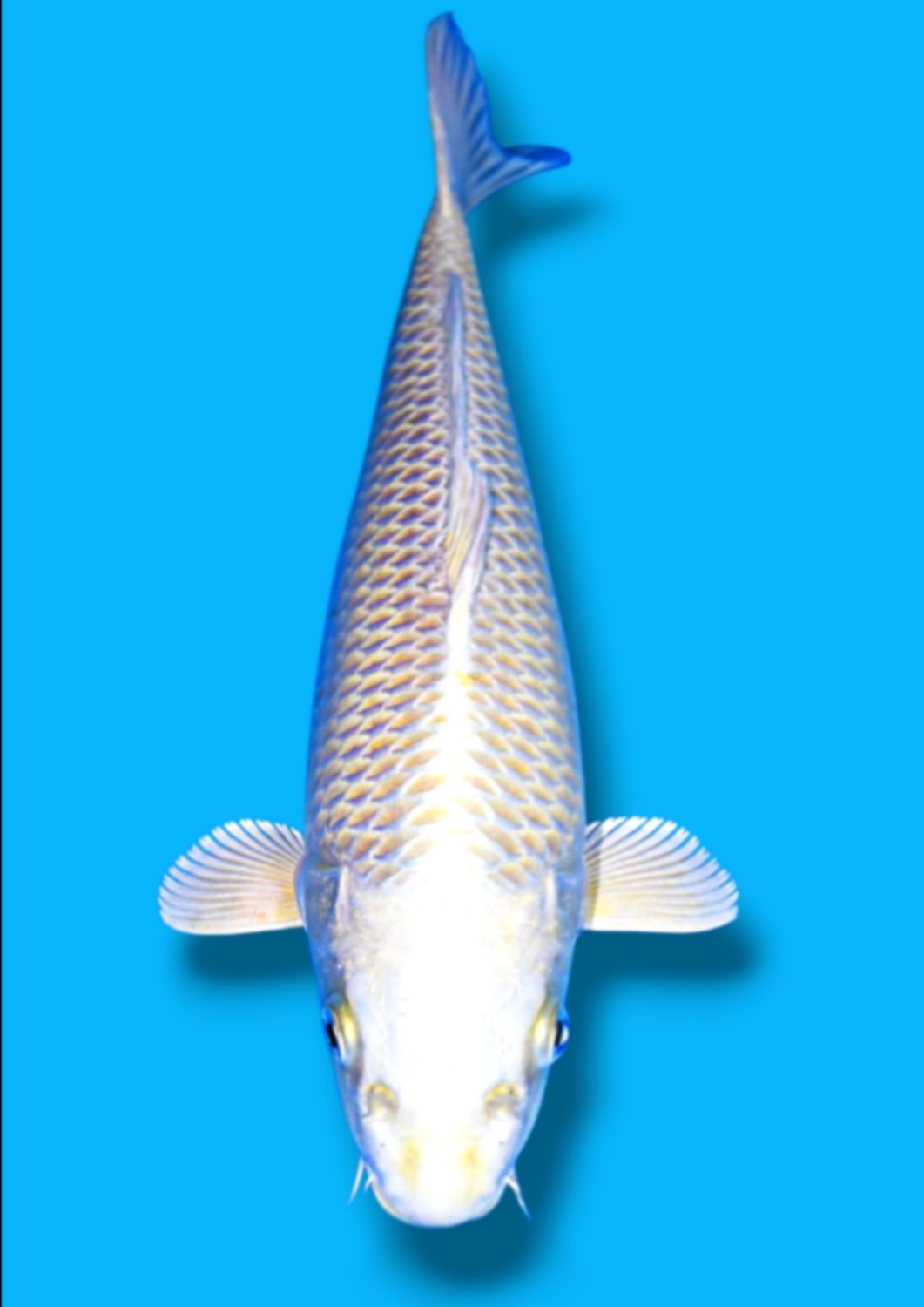 Juara 5