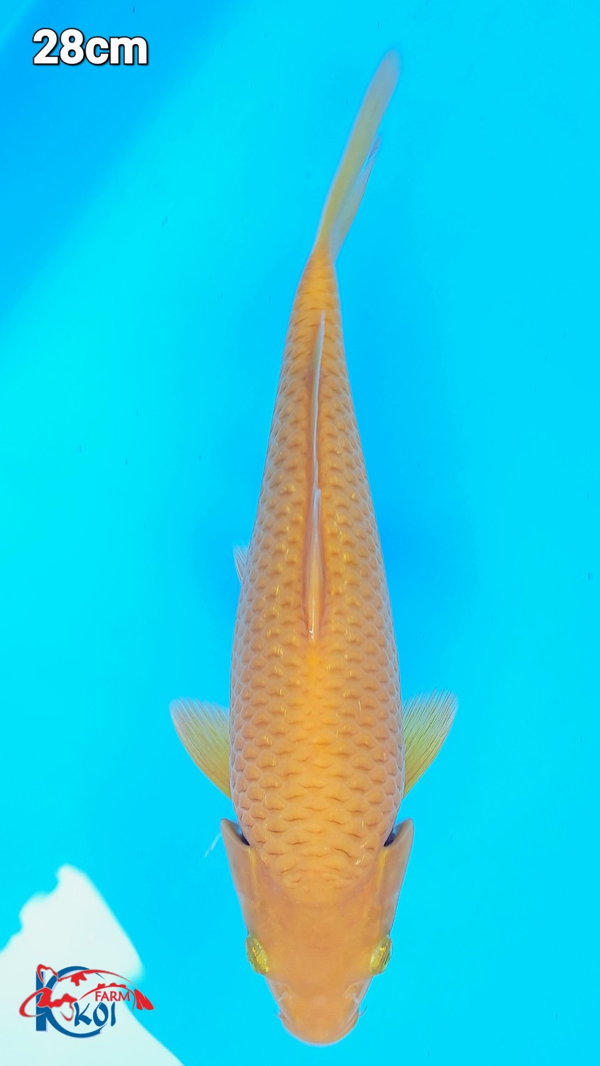 Juara 1