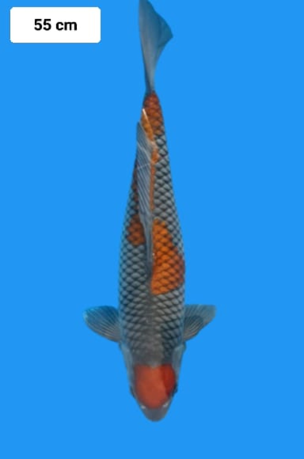 Juara 2