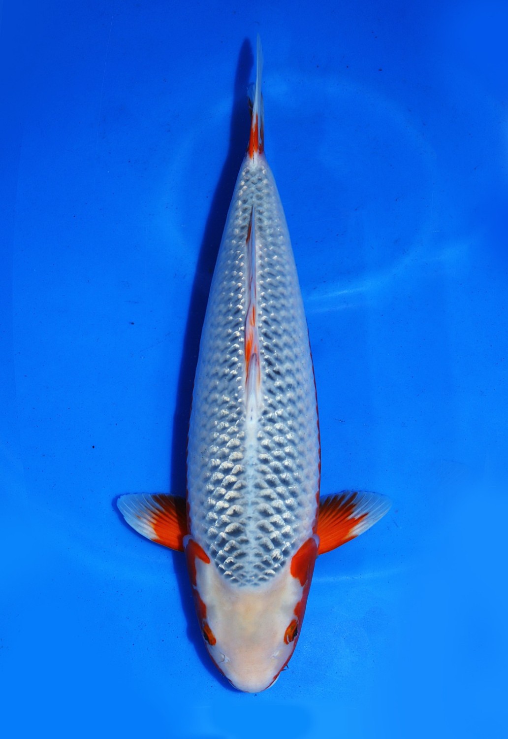 Juara 1
