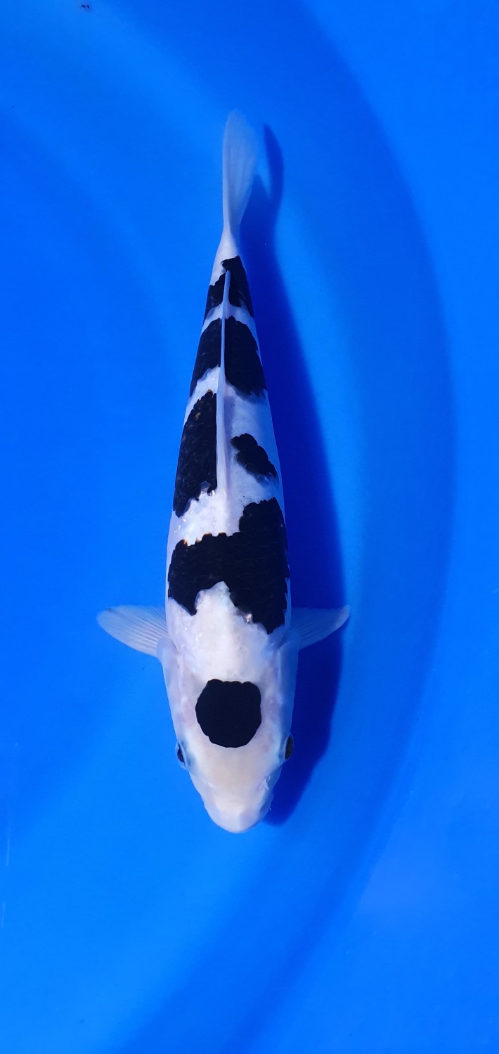 Juara 1