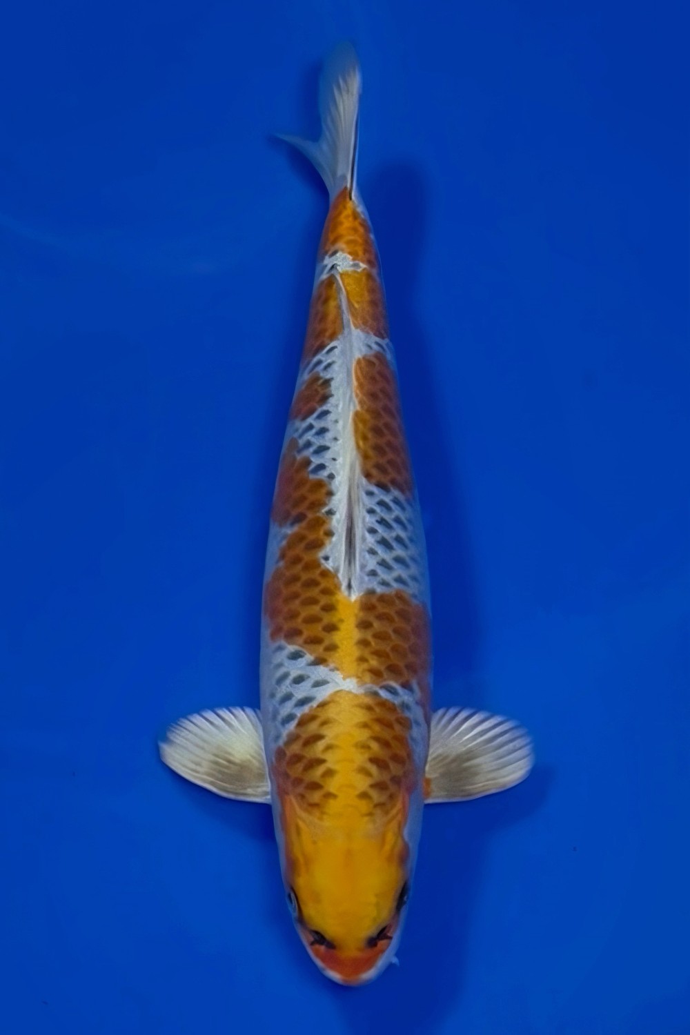 Juara 3
