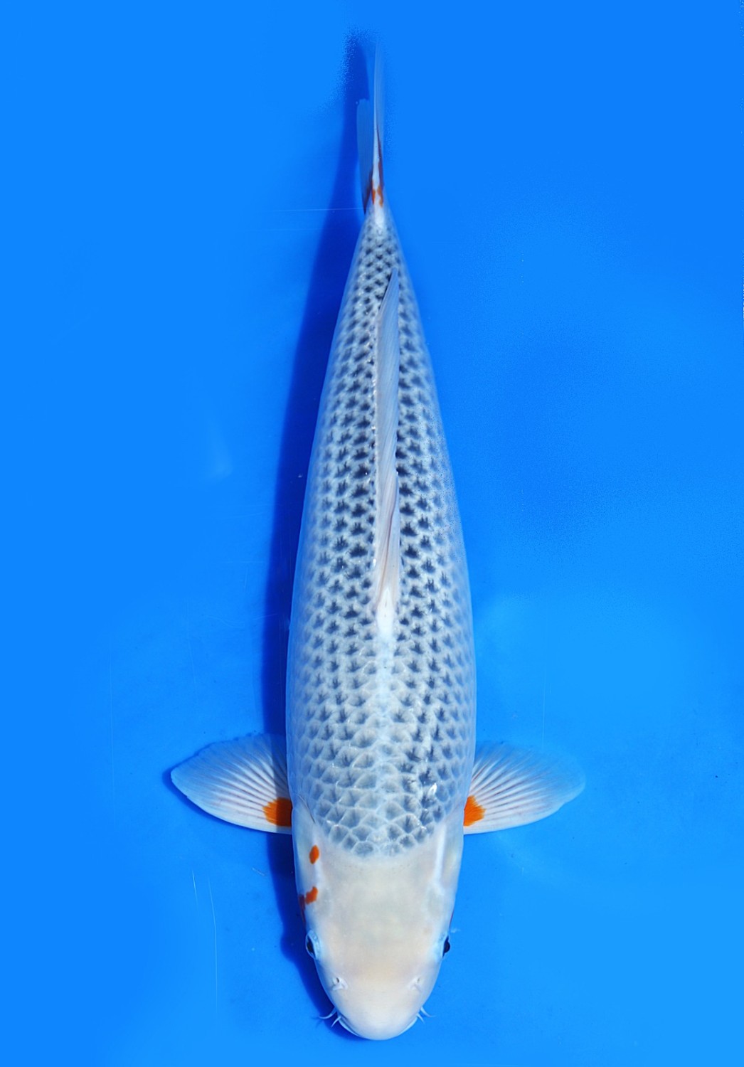 Juara 1