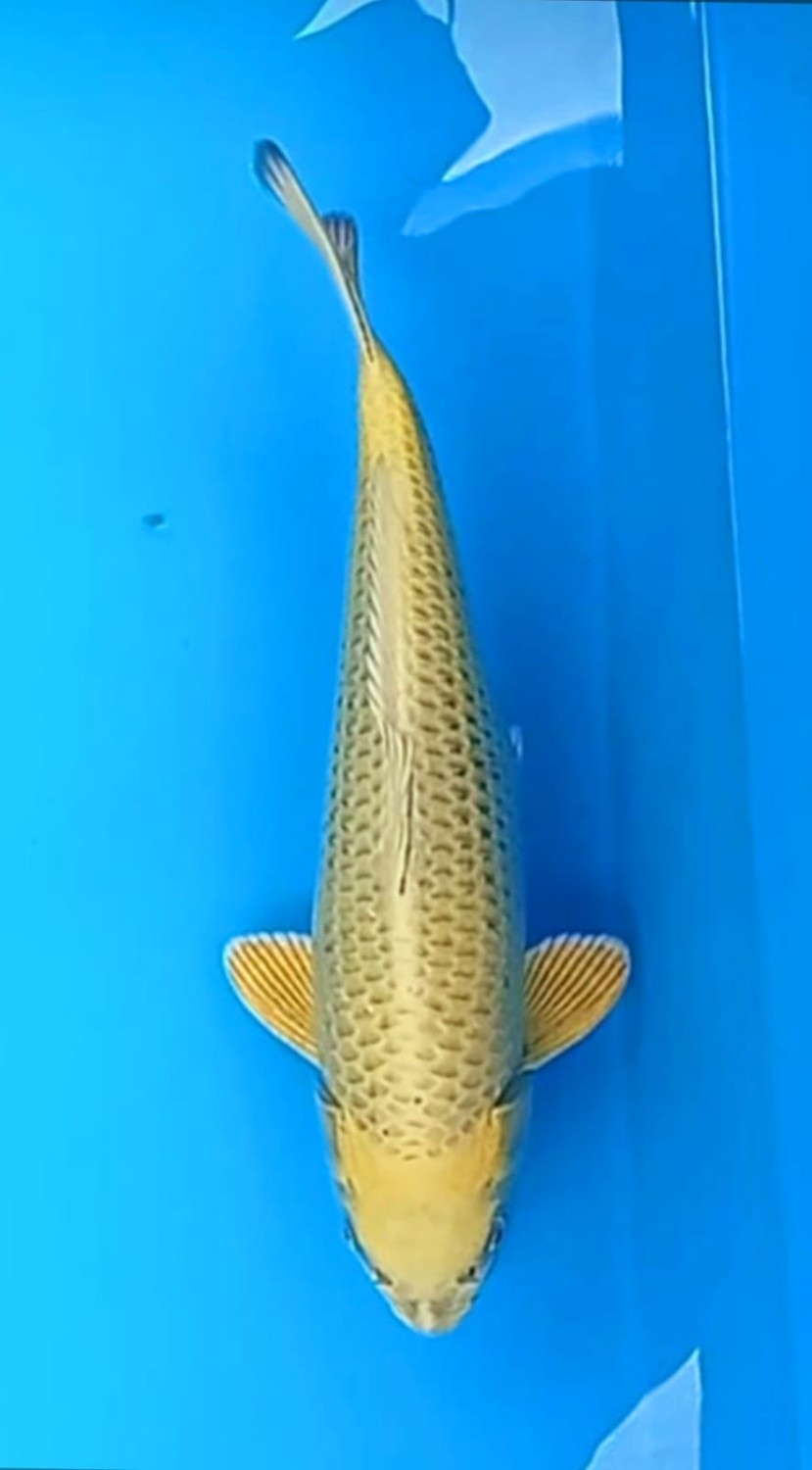 Juara 2