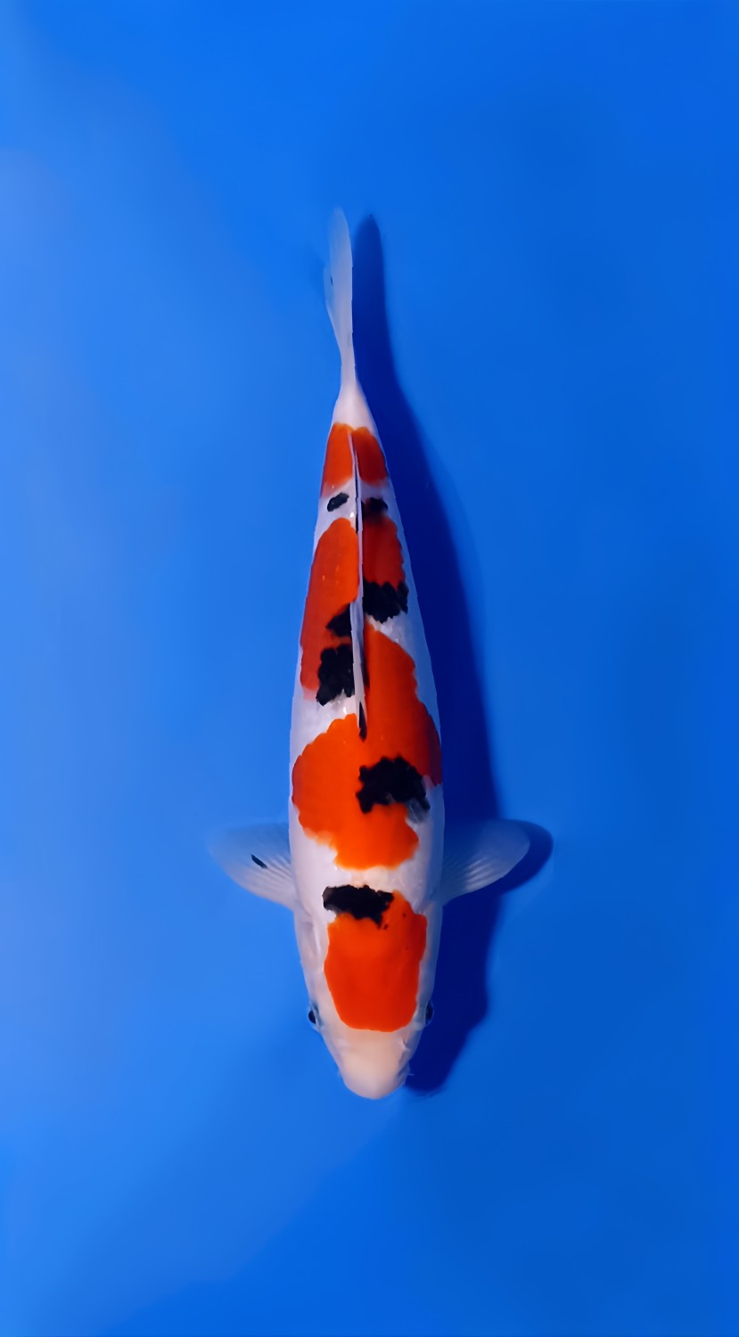 Juara 5