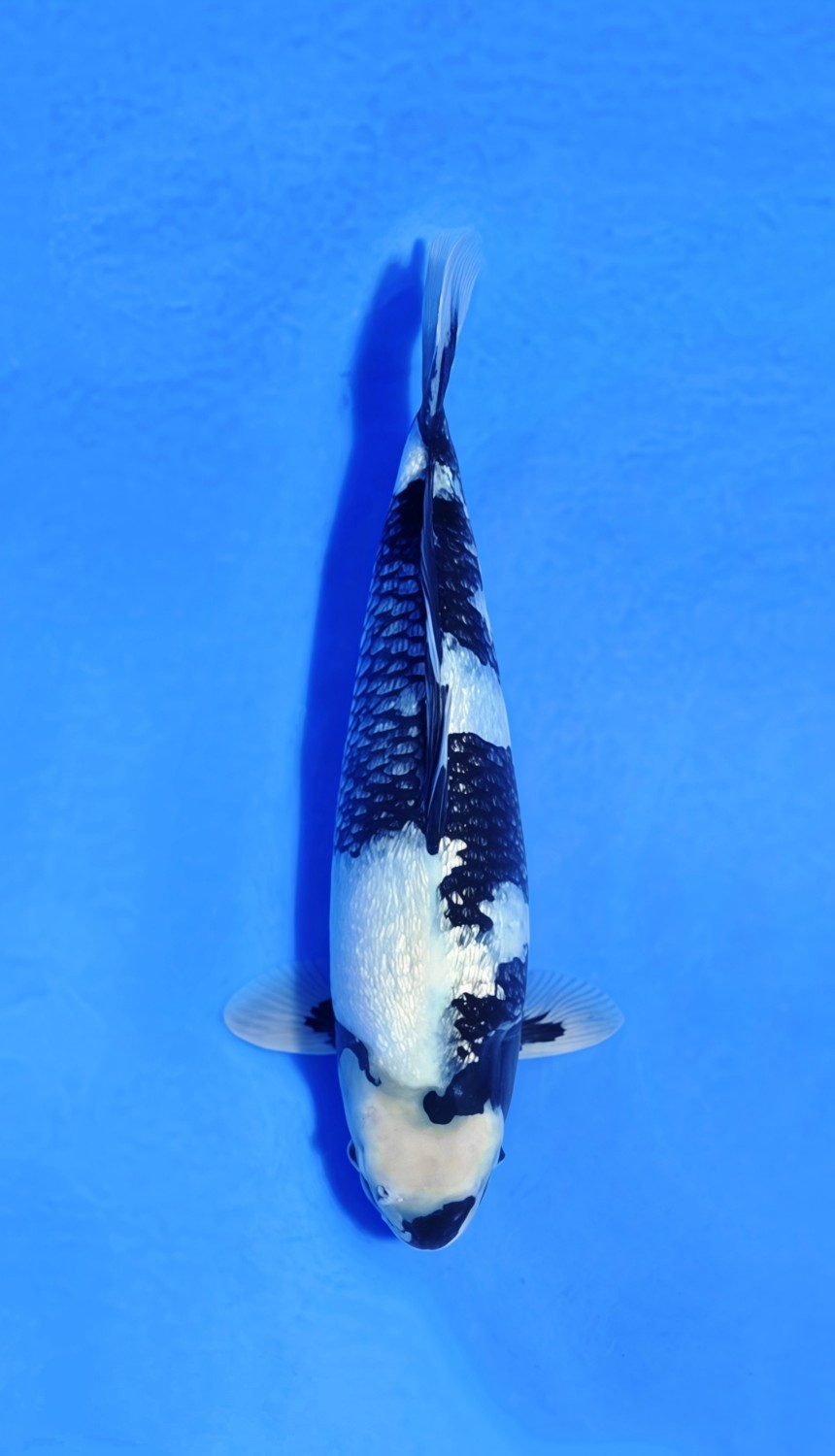 Best In Size C, 31 - 35 cm