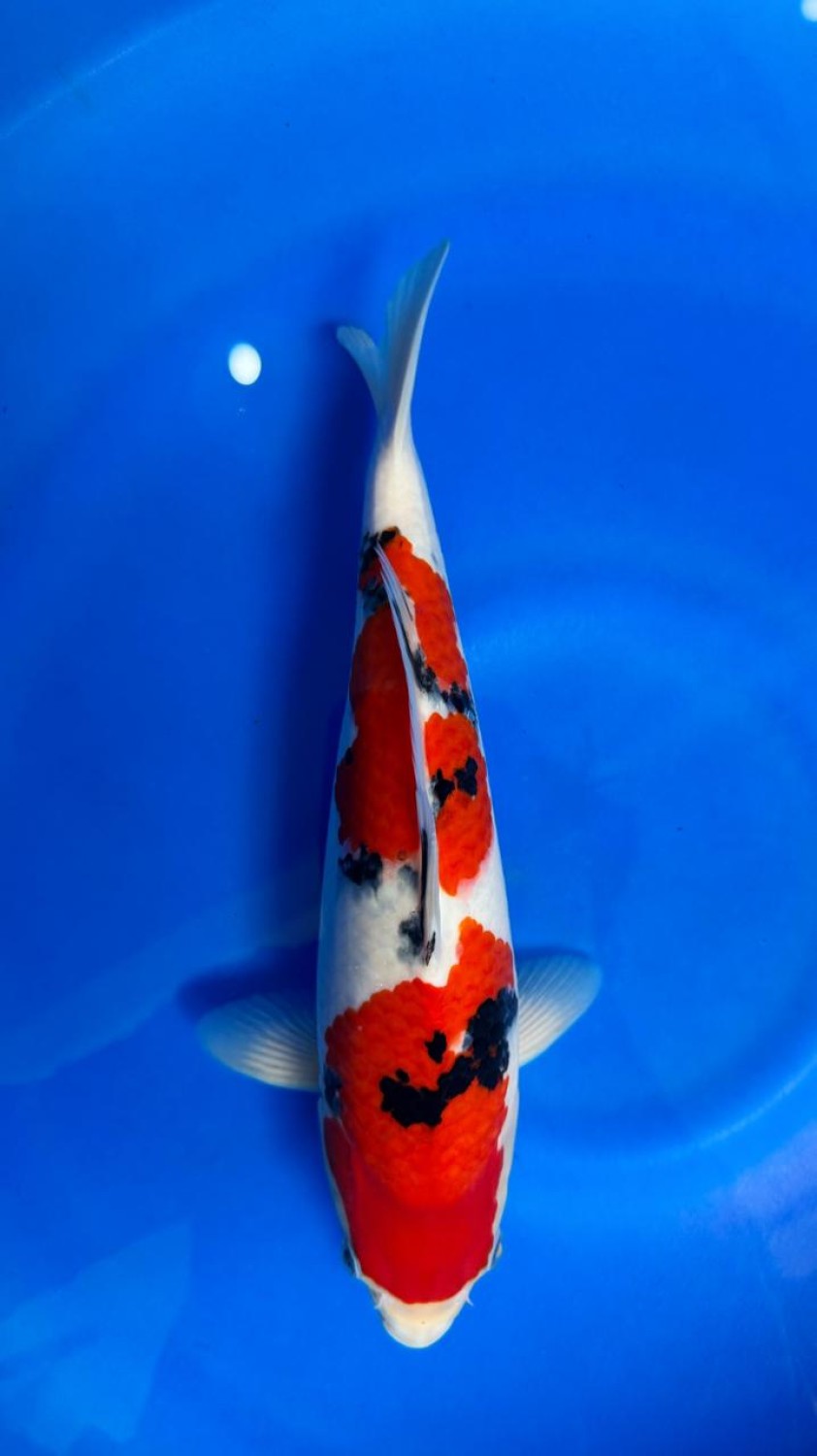 Juara 1
