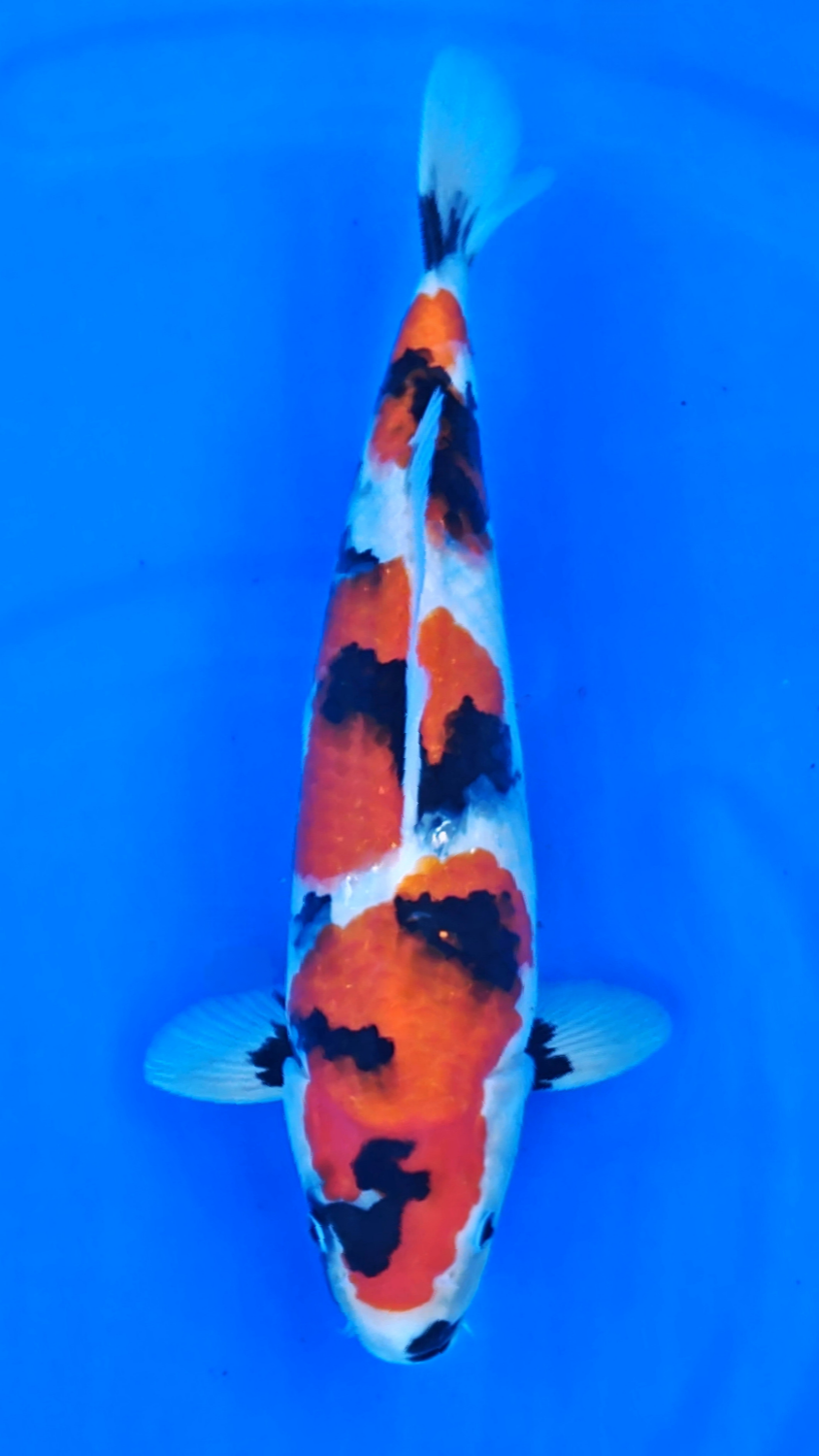 Juara 2
