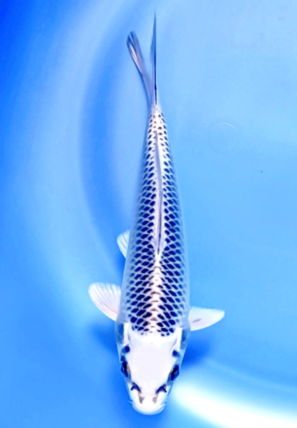 Best In Size E, 16 - 20 cm