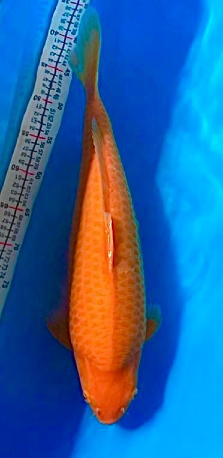 Juara 1