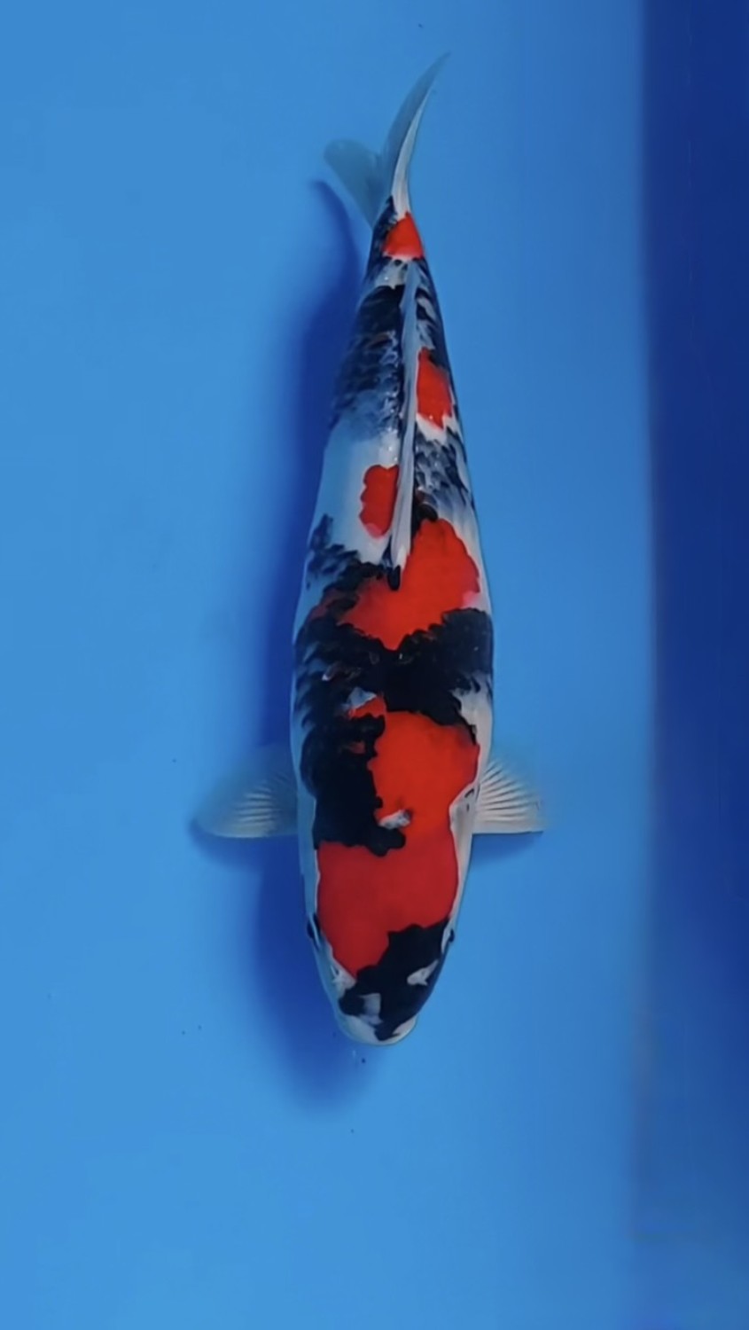Juara 1