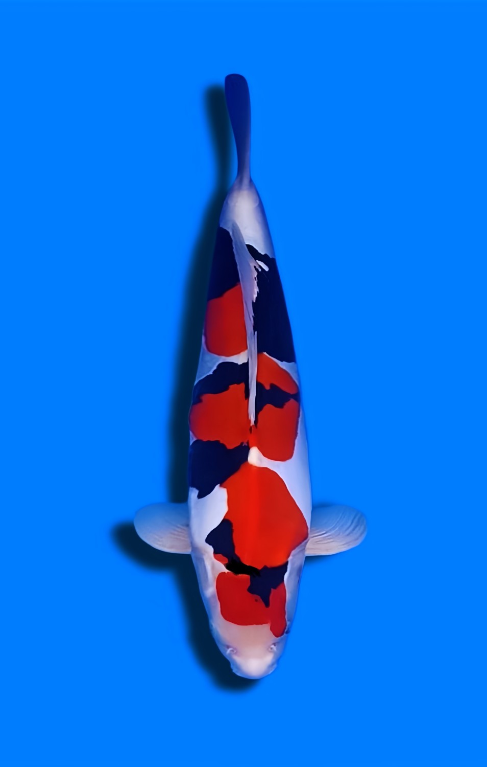 Juara 1