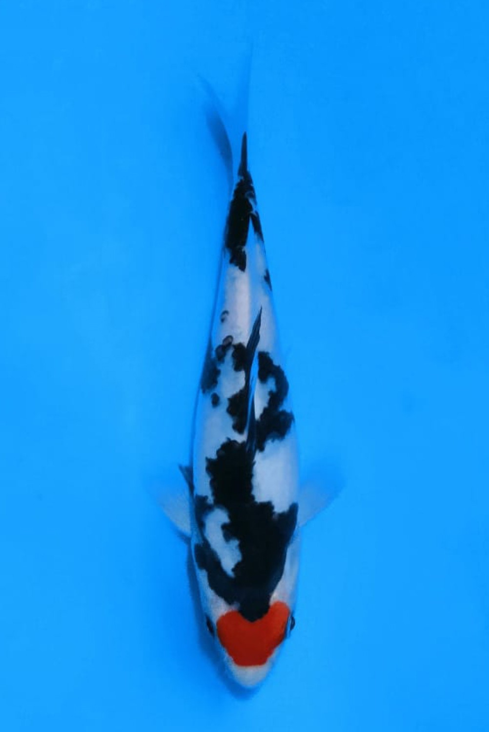 Juara 2