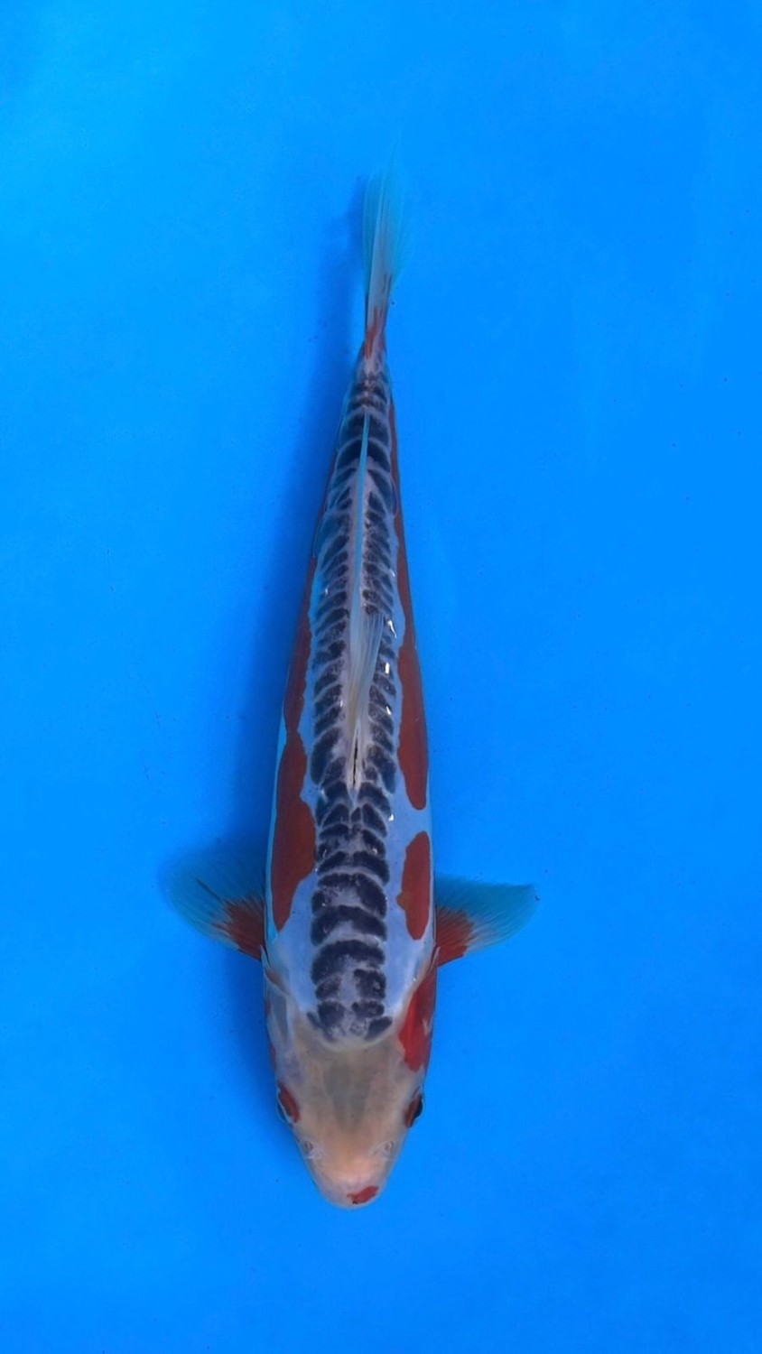 Best In Size D, 26 - 30 cm