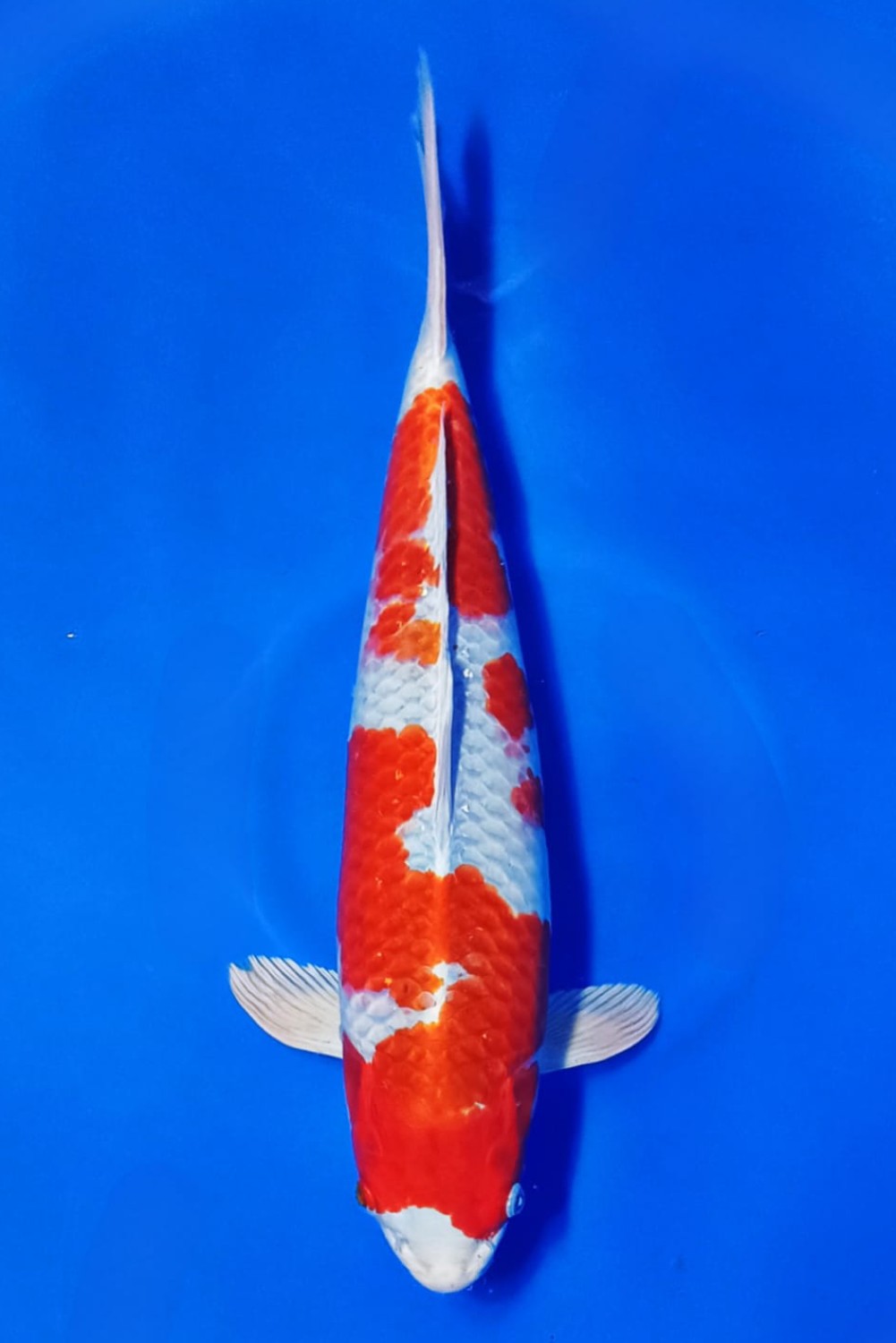 Juara 1