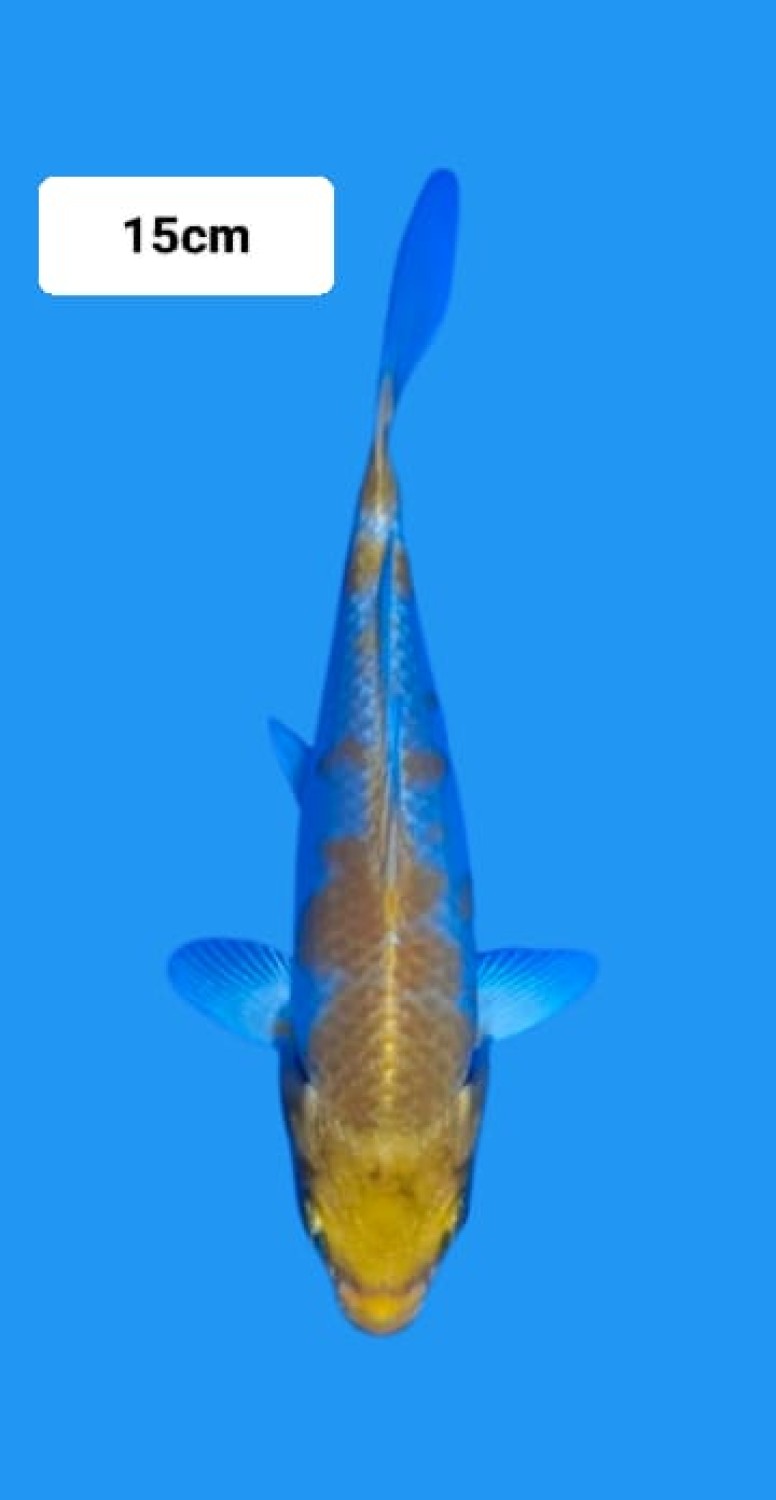 Juara 1