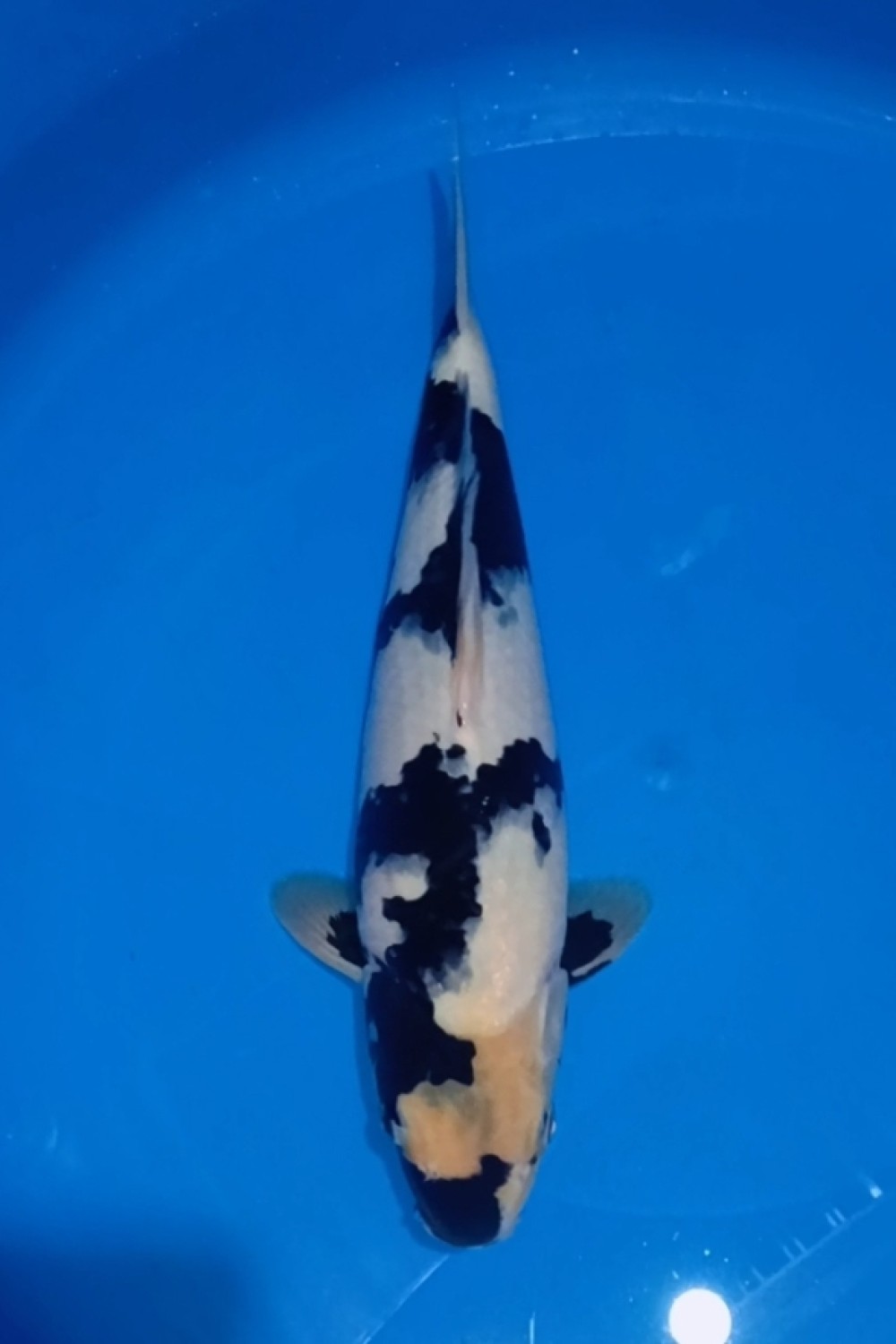 Juara 5