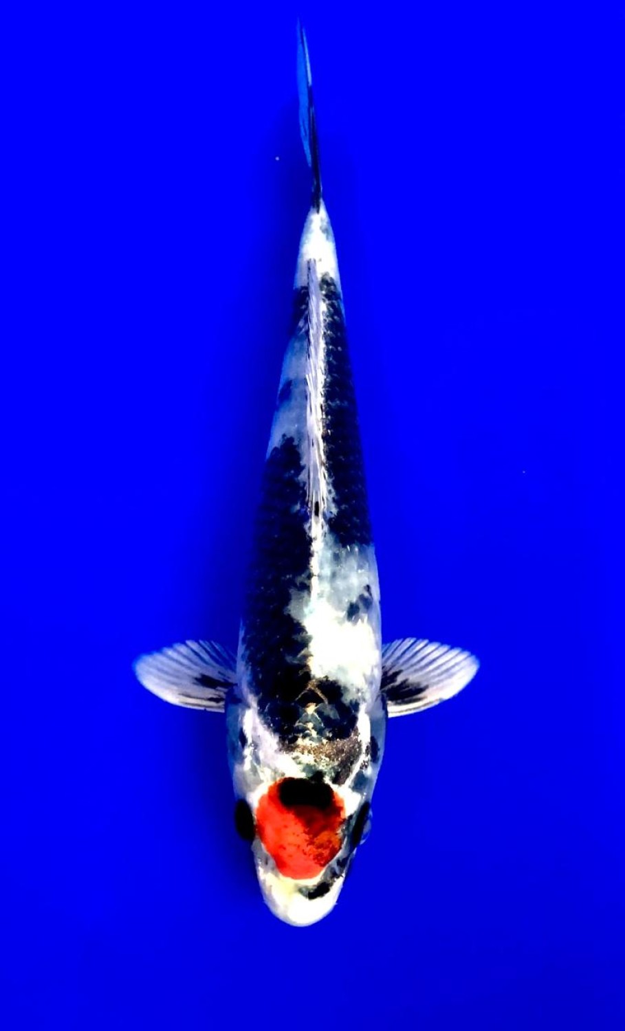Juara 5